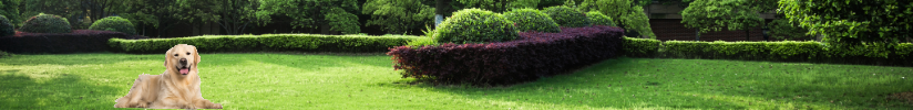 Canini's Yard Waste Removal